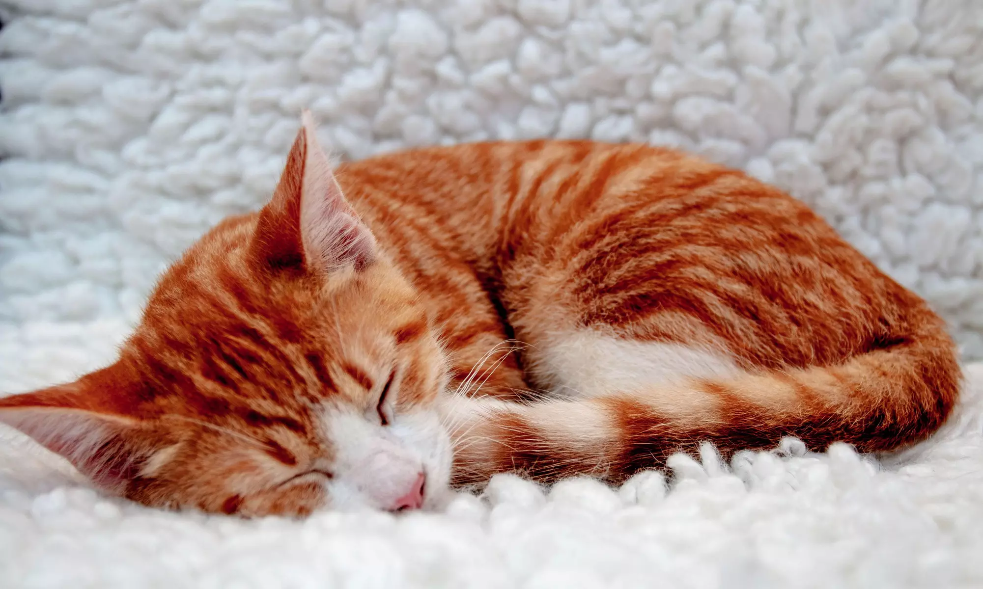 One-Hour Admission for One or Two to Windy Kitty Cat Cafe (Up to 51% Off). Seven Options Available. - Primary Image
