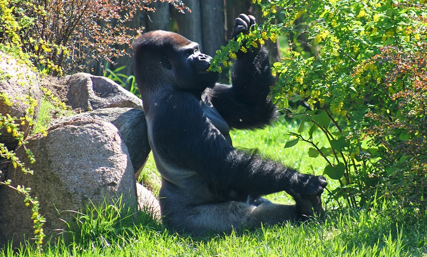 Image 12: Bilety do warszawskiego ZOO 