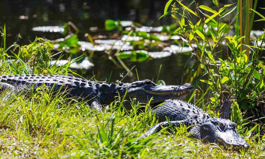 Image 2: Airboat Tours in the Loxahatchee Everglades