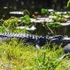Image 2: Airboat Tours in the Loxahatchee Everglades