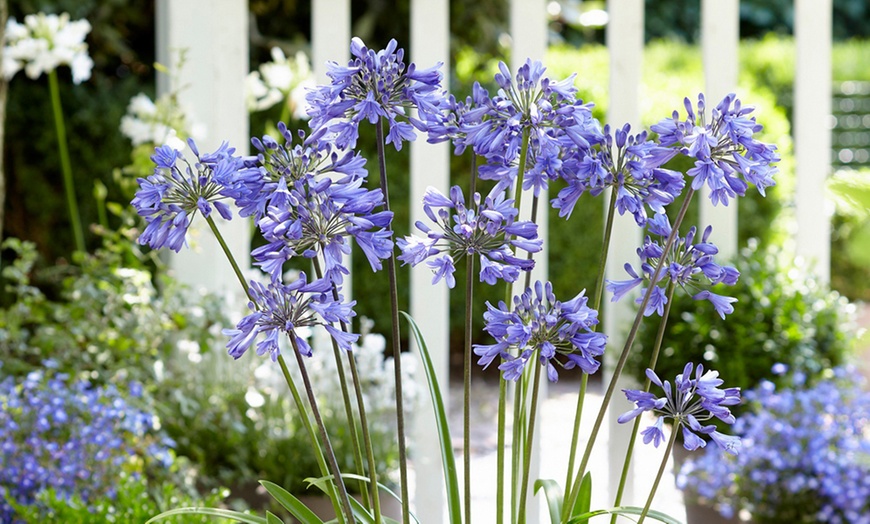 Image 8: Agapanthus Collection - 3 or 6 Potted Plants