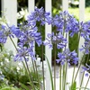 Image 8: Agapanthus Collection - 3 or 6 Potted Plants