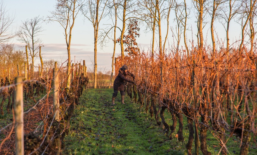 Image 17: Vineyard Tour for Two