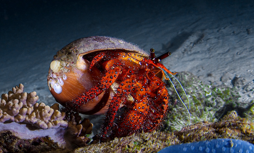 Image 7: Explore with 2 Hour Casino Point, Night, Power Snorkeling for 2 or 4