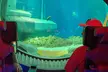 Emirates Park Zoo, The National Aquarium or Snow Park Passes + Yas Parks Combo Passes & More (Up to 49% Off) - Image 2