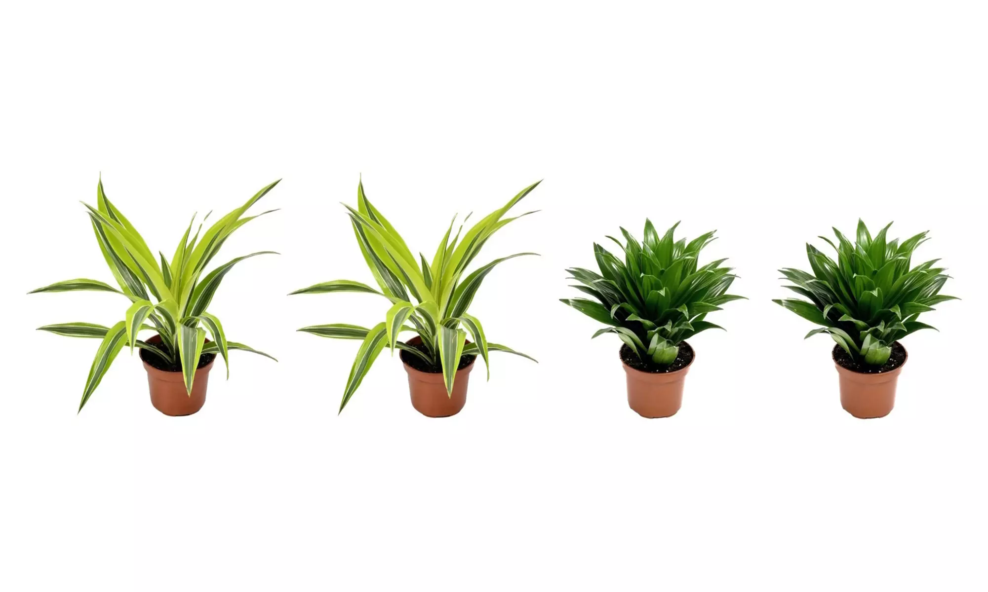 4 Dracaena planten