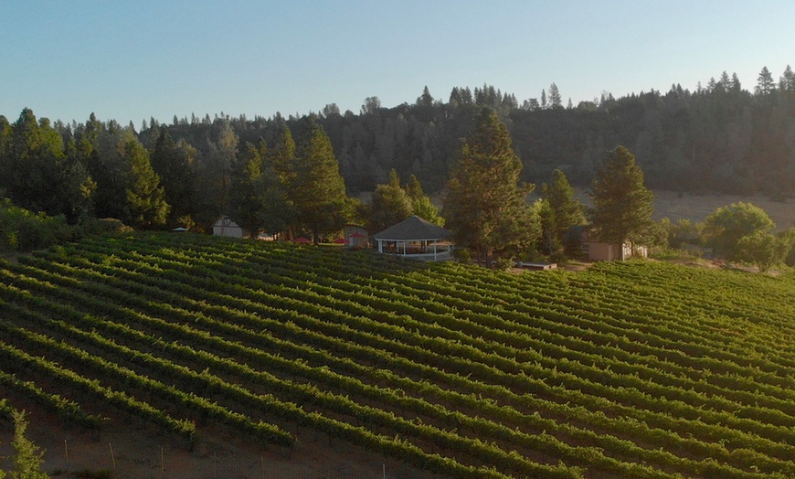Image 4: Up to 40% Off Wine Tasting Packages - Fenton Herriott Vineyards
