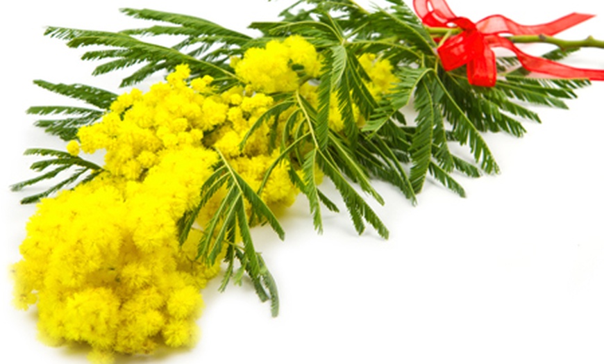 Image 1: Mazzo di mimose con peluche