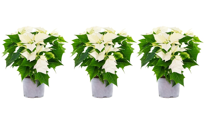 Image 6: Set de 3 ou 6 plantes de Noël "Poinsettia" rouges et / ou blanches