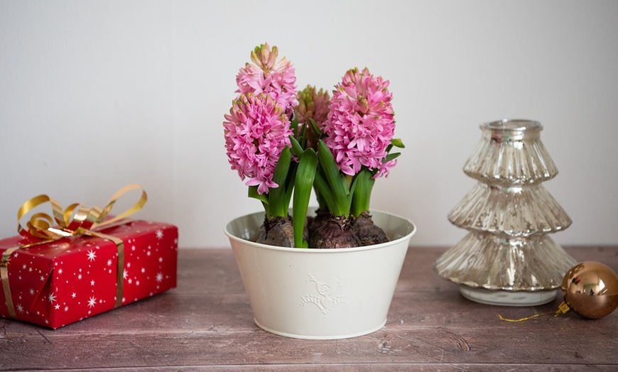 Image 2: Festive Hyacinth 'Pink or White Pearl' - 5 Bulbs in Decorative Planter