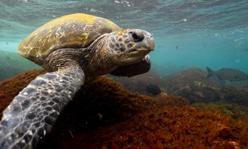 Image 3: SSI Open Water Diver Course for One or Two People