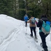 Image 9: Guided Snowshoeing in Mt St Helens or Mt. Hood for 4 Hours
