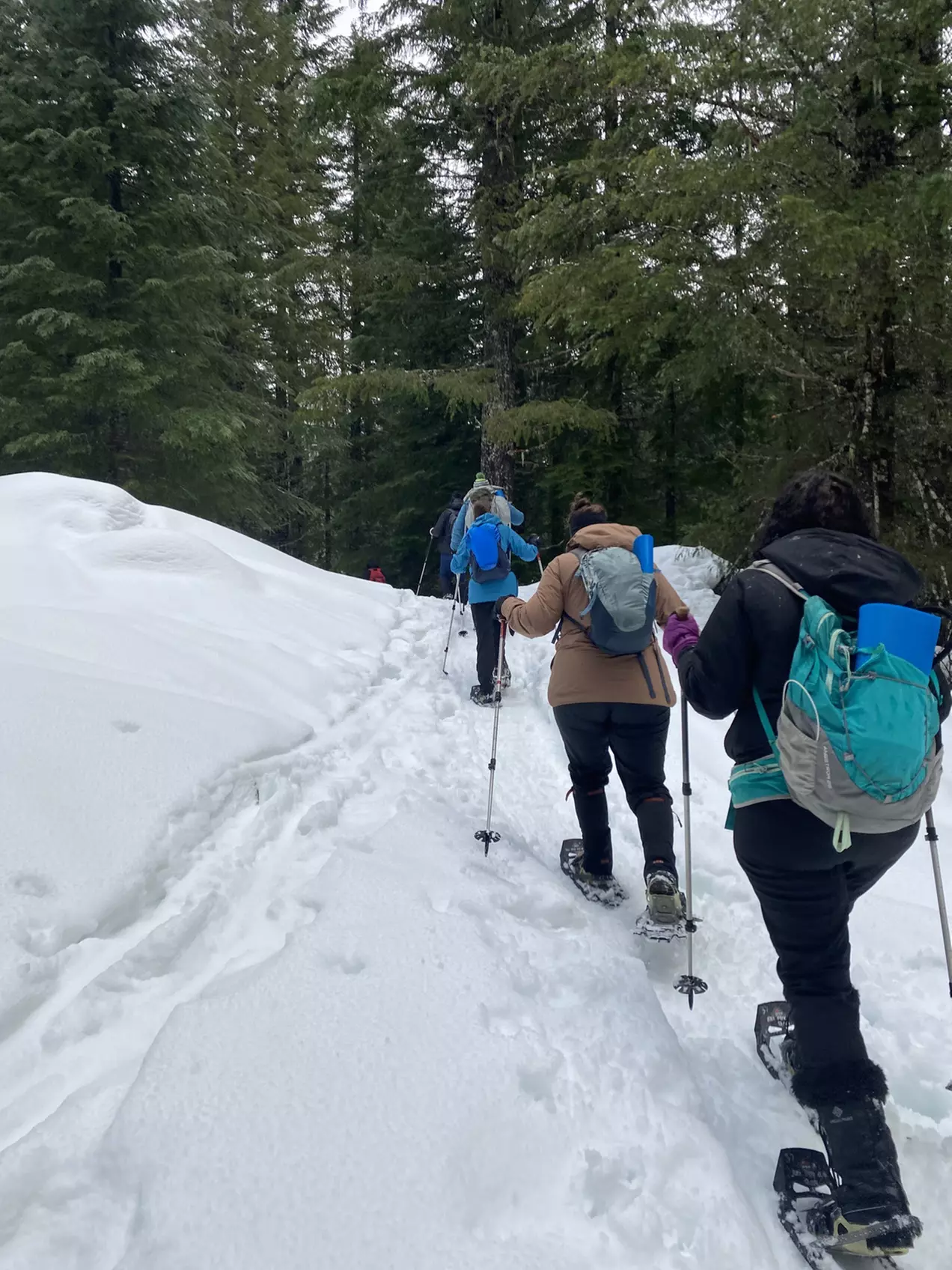 Guided Snowshoeing in Mt St Helens or Mt. Hood for 4 Hours