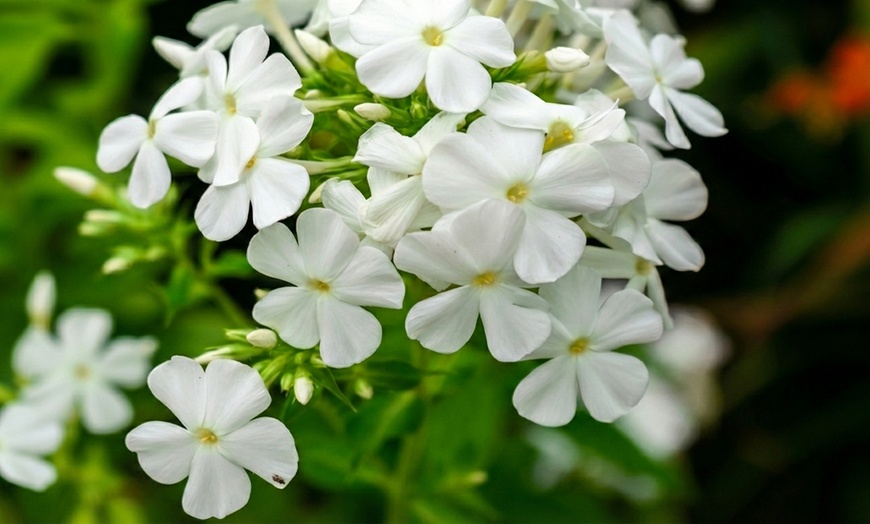 Image 9: Mixed Phlox Paniculata 'Fragrant Collection' - 3 or 12 Plants