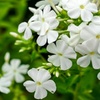 Image 9: Mixed Phlox Paniculata 'Fragrant Collection' - 3 or 12 Plants