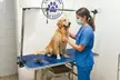 Caring & Comprehensive Pet Grooming for Dogs & Cats, All Sizes. Includes Basic & Full Grooming (Up to 41% Off) - Image 3