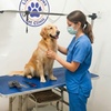 Image 2: Caring & Comprehensive Pet Grooming for Dogs & Cats of All Sizes