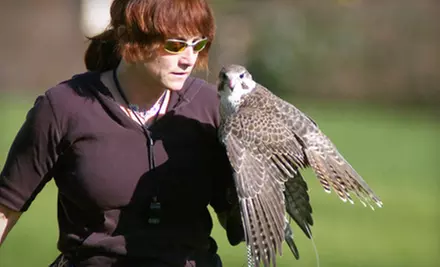 Owl Encounter or Falconry Lessons for One or Two West Coast Falconry in Marysville (Up to 51% Off) - Primary Image