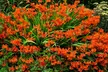 Crocosmia 'Lucifer' or 'Spitfire' Bulbs - Image 7