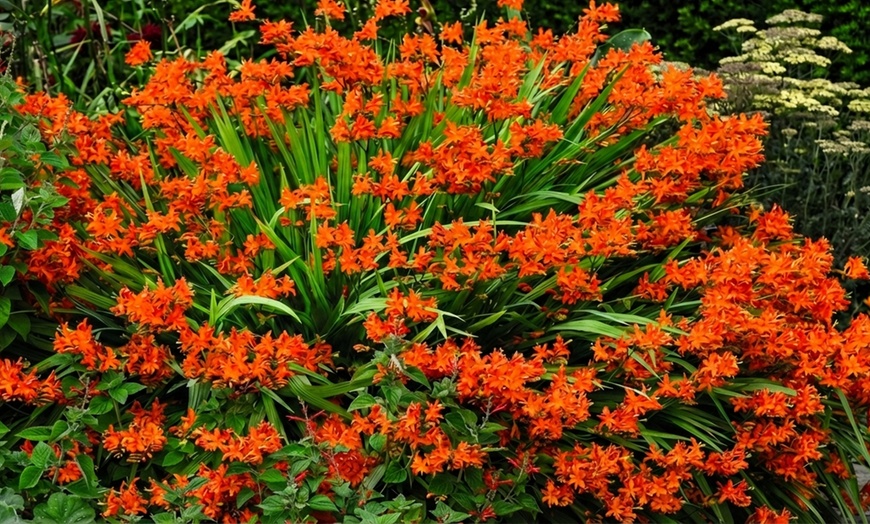 Image 7: Crocosmia 'Lucifer' or 'Spitfire' Bulbs 