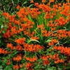 Image 7: Crocosmia 'Lucifer' or 'Spitfire' Bulbs 