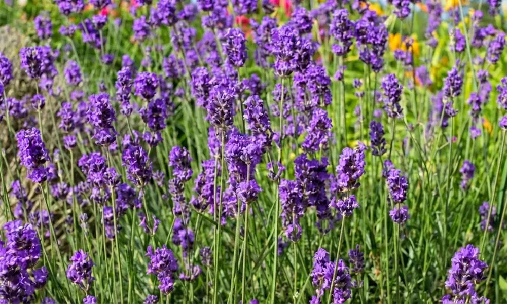 Upto 60 Lavender Munstead Plants