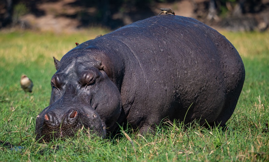 Image 31: 8-Day Yoga & Safari Retreat