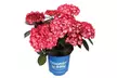 Live Hydrangea Outdoor Plants - Perennial Shrubs with Vibrant Reblooming Flowers in Quart, 1 or 2 Gallon Sizes, Multiple Varieties, Free Shipping (Up to 24% Off) - Second Medium