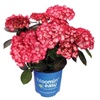 Image 7: Hydrangeas in Quart, 1 Gallon, and 2 Gallon Sizes with Free Shipping (Up to 15% Off)