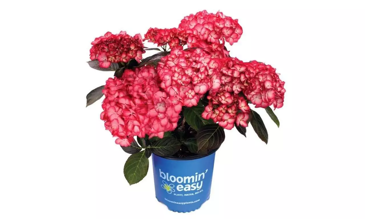 Hydrangeas in Quart, 1 Gallon, and 2 Gallon Sizes with Free Shipping (Up to 24% Off)