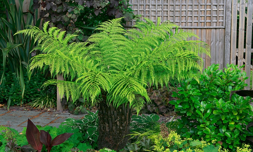 Image 1: Australian Tree Fern in 2L Pot
