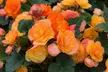 Up to 60-Pack Begonia Apricot Shades - Image 5