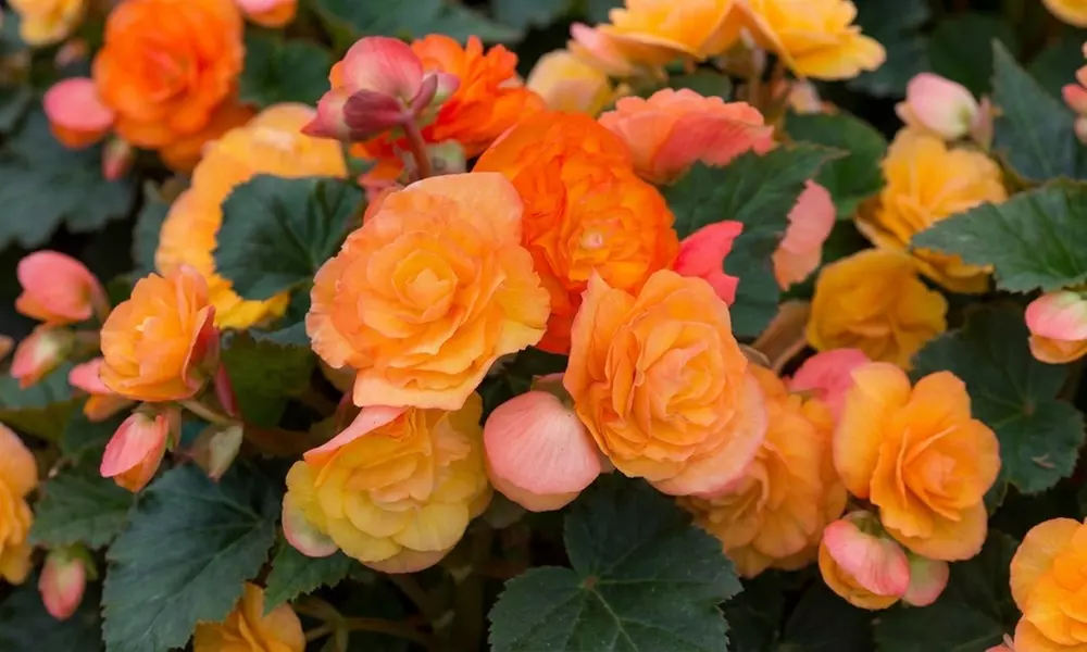 Up to 60-Pack Begonia Apricot Shades