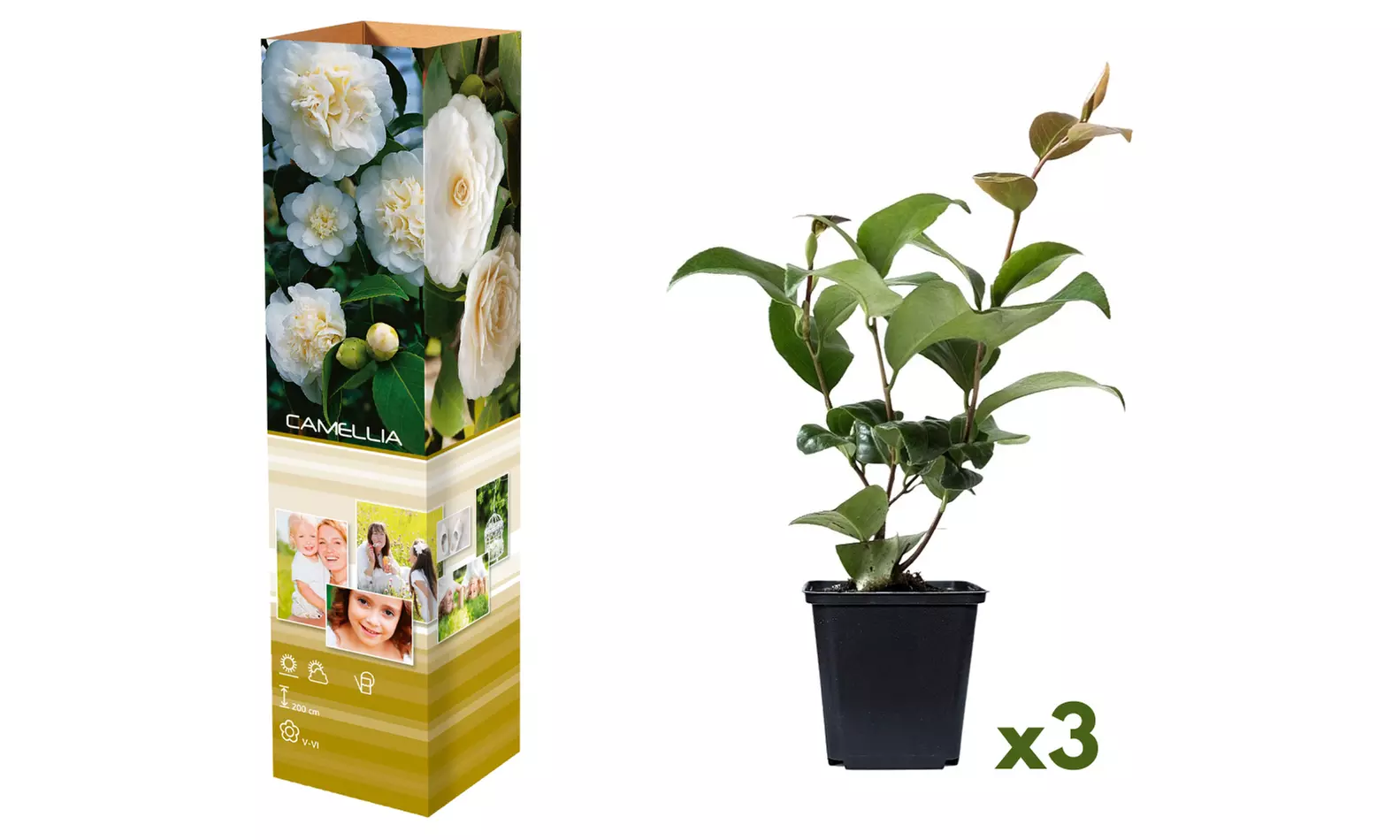 Camellia japonica Pflanzensammlung in weißen, roten und rosa Blüten - Second Medium