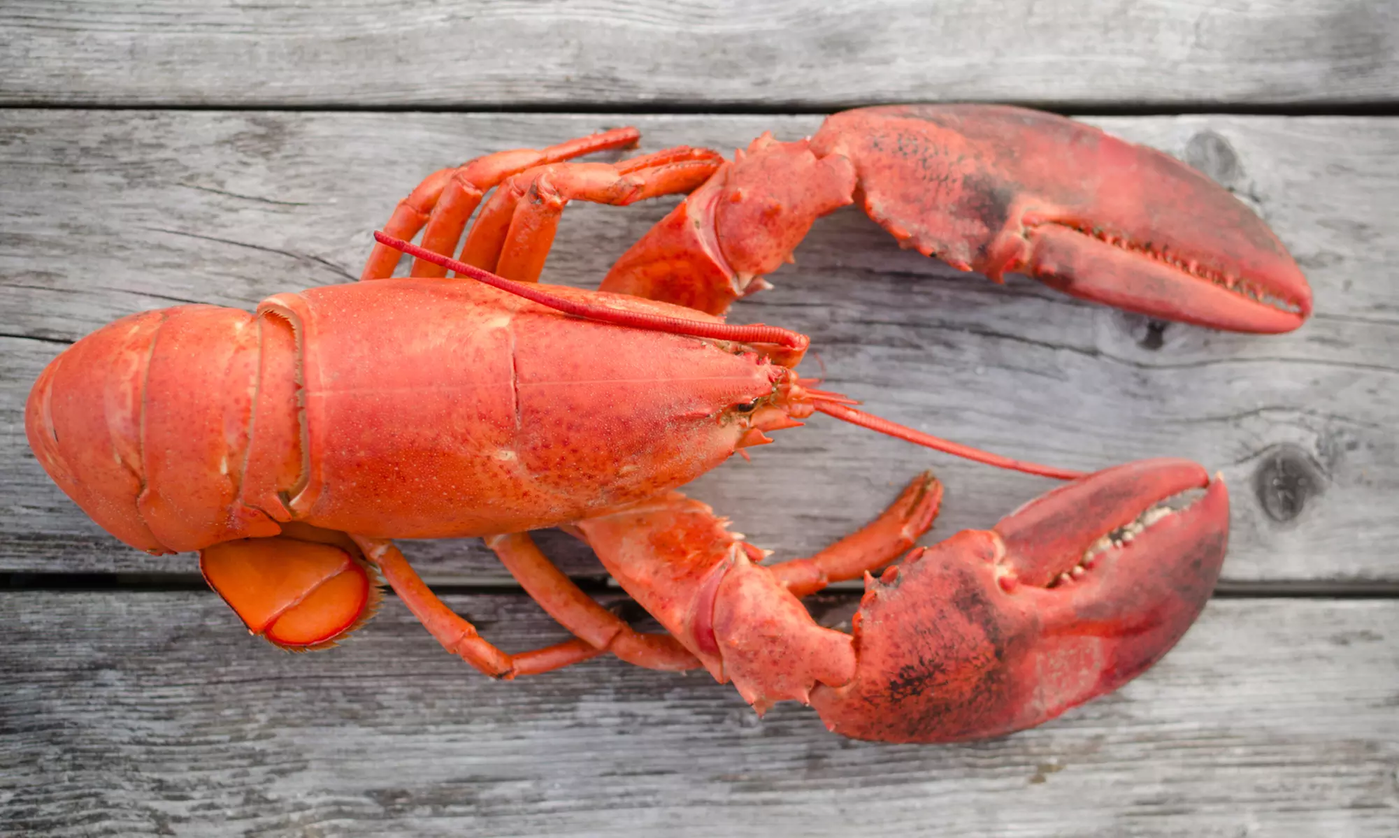 Live Maine Lobsters or Lobster Tails from GetMaineLobster.com (Up to 57% Off). Four Options Available.  - Primary Image