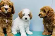 Experience Full Grooming For Cats or Dogs Under or Over 10kg at Royal Pets Veterinary Clinic (Up To 43% Off) - Image 4