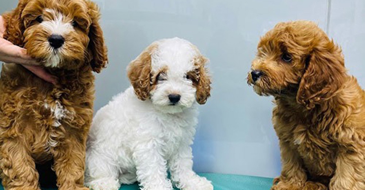 Get Premium Full Grooming For Cats Or Dogs Under Or Over 10kg Get Premium Full Grooming For Cats Or Dogs Under Or Over 10kg