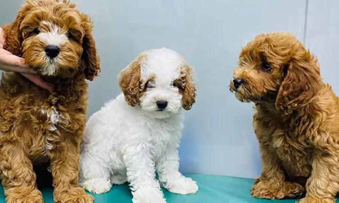 Get Premium Full Grooming For Cats or Dogs Under or Over 10kg