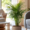 Image 3: Luftreinigende Areca-Palme