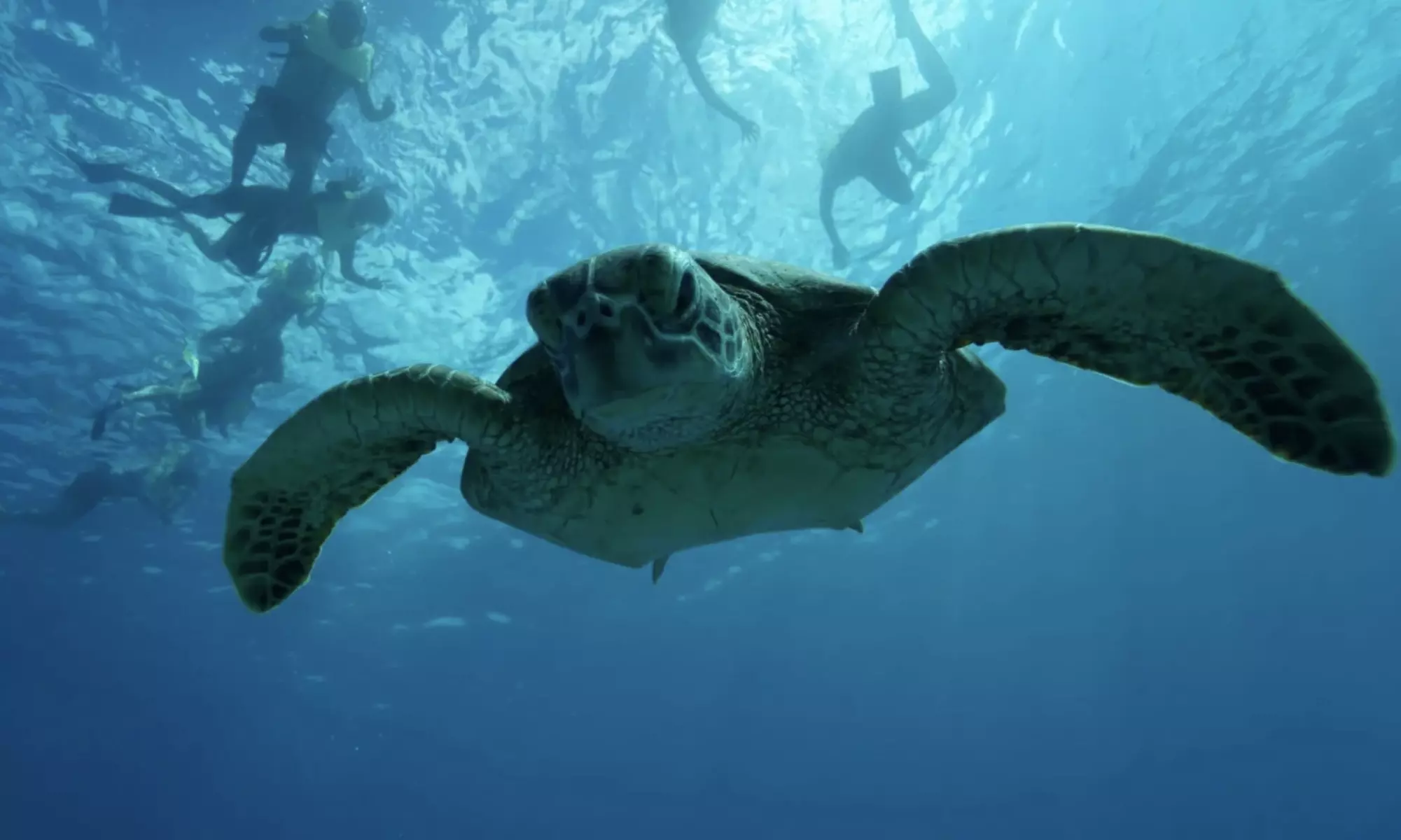 3-Hours Oahu Ocean Adventure w/ Dolphins, Turtles & Water Activities