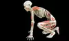 Scientific "Bodies Revealed" Exhibit Visit in Niagara Falls for One, Two, Four, or Six (Up to 72% Off) 