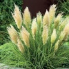 Image 4: Pampas Grass Cortaderia Tiny Pampa 9cm