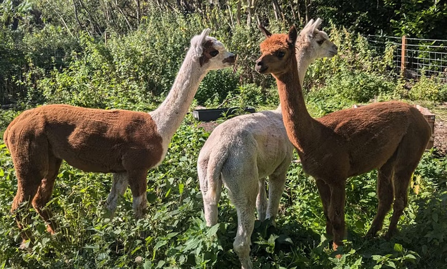 Image 4: Explore Animal Meet & Greet and S'mores Experience for One or Two