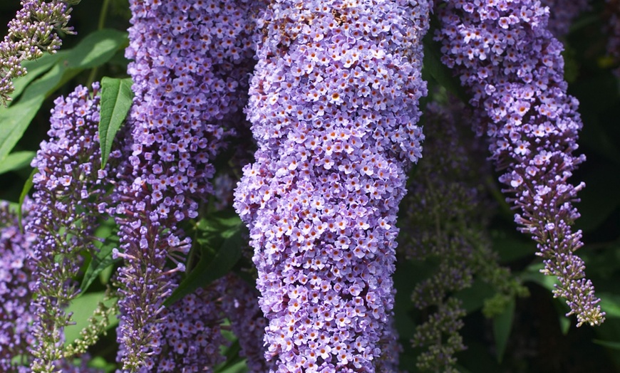 Image 5: 3 cespugli delle farfalle Buddleja