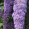 Image 5: 3 cespugli delle farfalle Buddleja