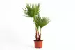 1 ou 2 palmiers mexicains "Washingtonia robusta", format au choix, frais de port inclus - Image 2
