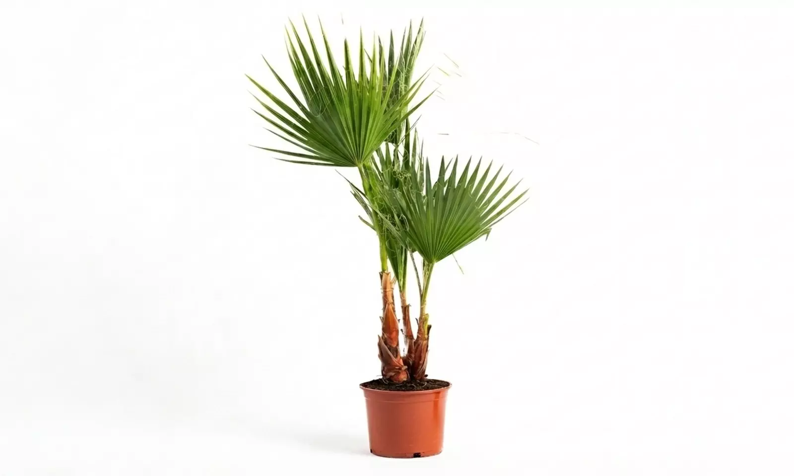 1 ou 2 palmiers mexicains "Washingtonia robusta"