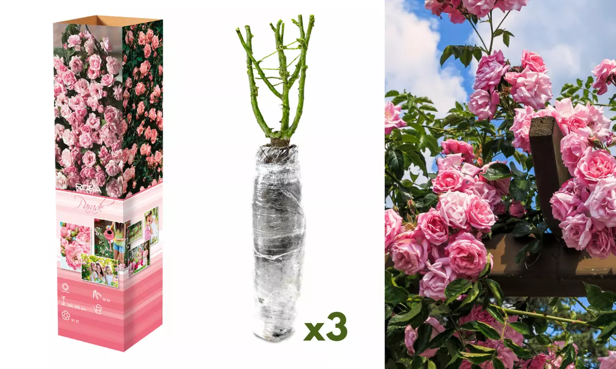 3er- oder 4er-Set Kletterrosen "Paul's Scarlet", "Golden Rain" oder "Pink Parade" - Second Medium