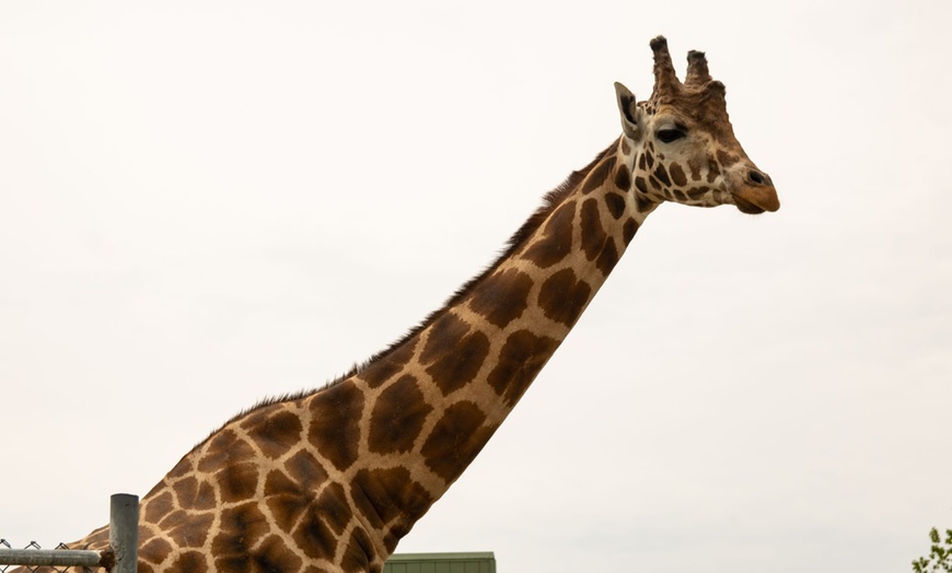 Image 21: African Safari Wildlife Park: Drive & Walk-Thru Safari w/ 400+ Animals