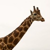 Image 21: African Safari Wildlife Park: Drive & Walk-Thru Safari w/ 400+ Animals